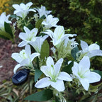 Everbloom Solar Flower Lights