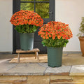 AutumnBlaze — Your worry-free garden hit with colors that enchant every autumn!