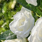 Everbloom Solar Flower Lights