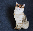 Realistic Cat Cushion