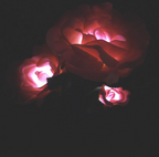 Solar-powered rose lights – garden stakes with solar panel for decorative lighting