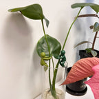Plant Propagation Friend