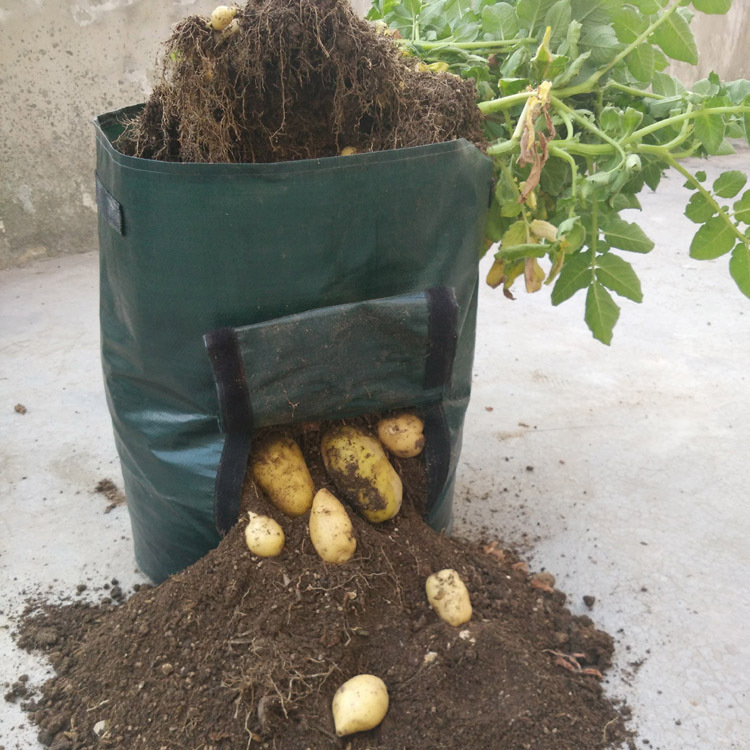 Planting bag for potatoes – Reusable and with viewing window