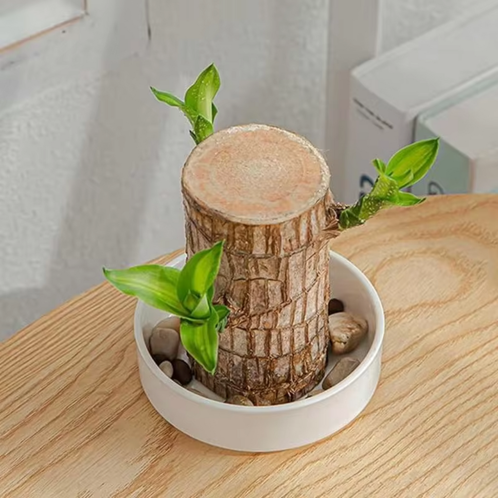 Brazilian Fortune Wood Plant - Bring Financial Luck and Prosperity