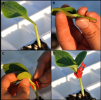 Plastic Refinement Clips for Garden Plants – Ideal for Vegetables and Plant Care