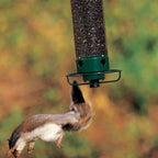 Squirrel-Proof Bird Feeder – 5lb Seed Tube with 4 Ports