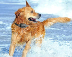 Dog Coach Pro Training Collar – Waterproof Electronic Collar with Remote Control