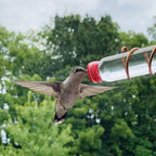 Window Nectar - See the birds up close - Wonder guaranteed