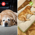 SnoozePaw Luxury Dog Bed – Robust Foam, Removable Covers and Optimal Support