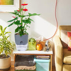 Self-watering Hydro-Flower Pot