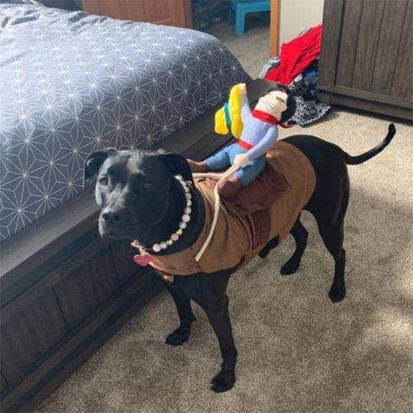 The Cowboy Rider Dog Costume