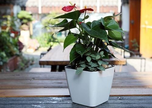 Flower pot with irrigation system – Self-watering plant pot for indoor and outdoor use
