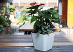 Flower pot with irrigation system – Self-watering plant pot for indoor and outdoor use