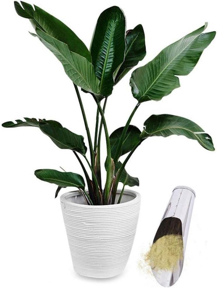 Stainless Steel Scoop for Potting Soil – Robust Planting Scoop for Garden and Balcony
