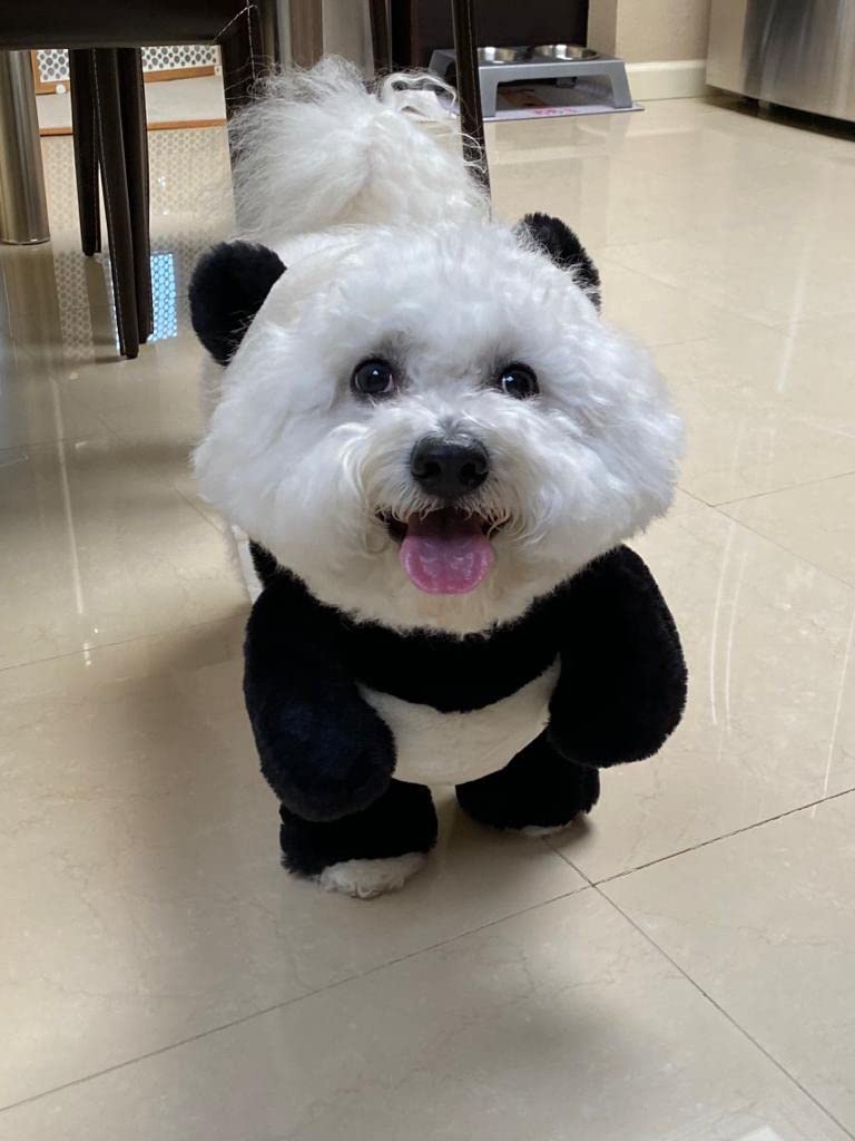 Pandaloon Dog and Pet Costume Set
