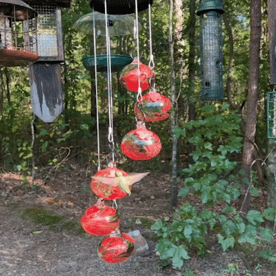 CharmesHummingbird | Awaken your garden to magic