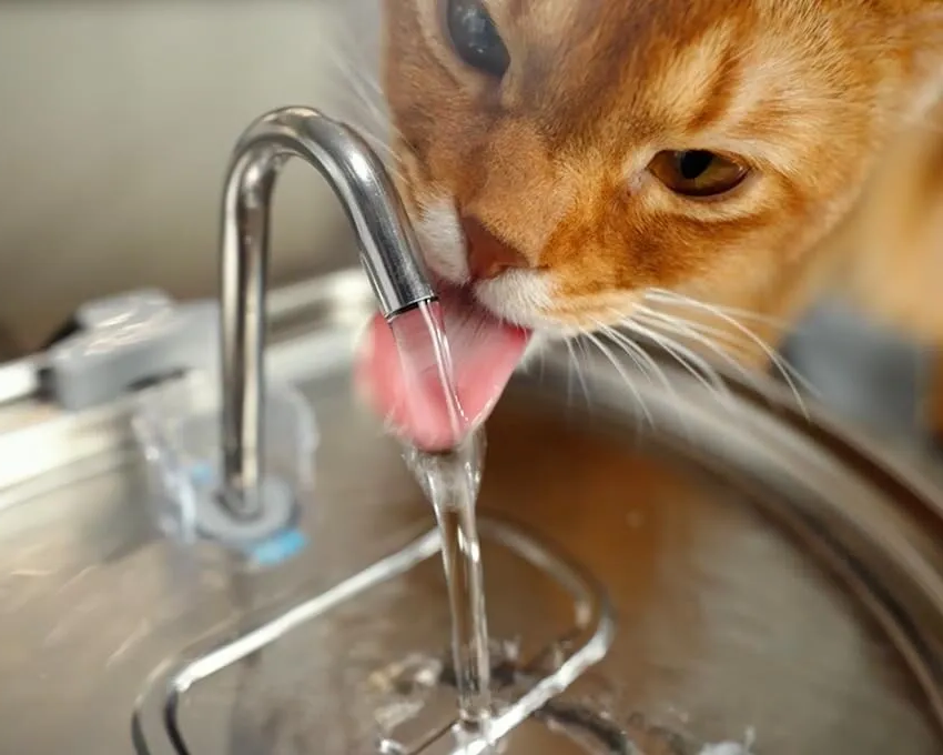 Ultra-Quiet Stainless Steel Pet Water Fountain with Triple Filtration System - 108.2oz Capacity for Cats and Dogs