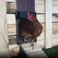 Poultry Farm Automatic Chicken Coop Door