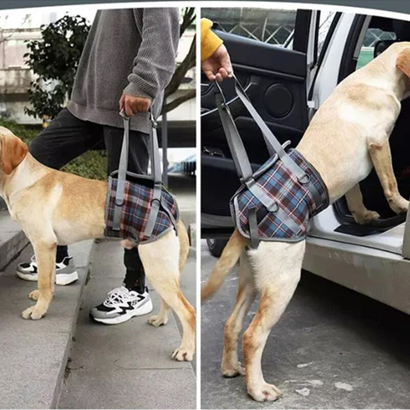 Orthopedic Strap for Hind Legs