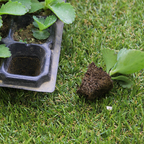 Rectangular Plant Bowl – Seedling Tray for Efficient Germination and Growth of Seedlings