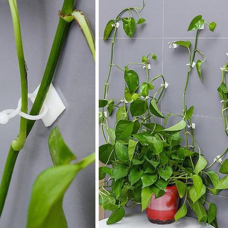 Wall clips for climbing plants (30 pieces)