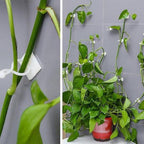 Wall clips for climbing plants (30 pieces)