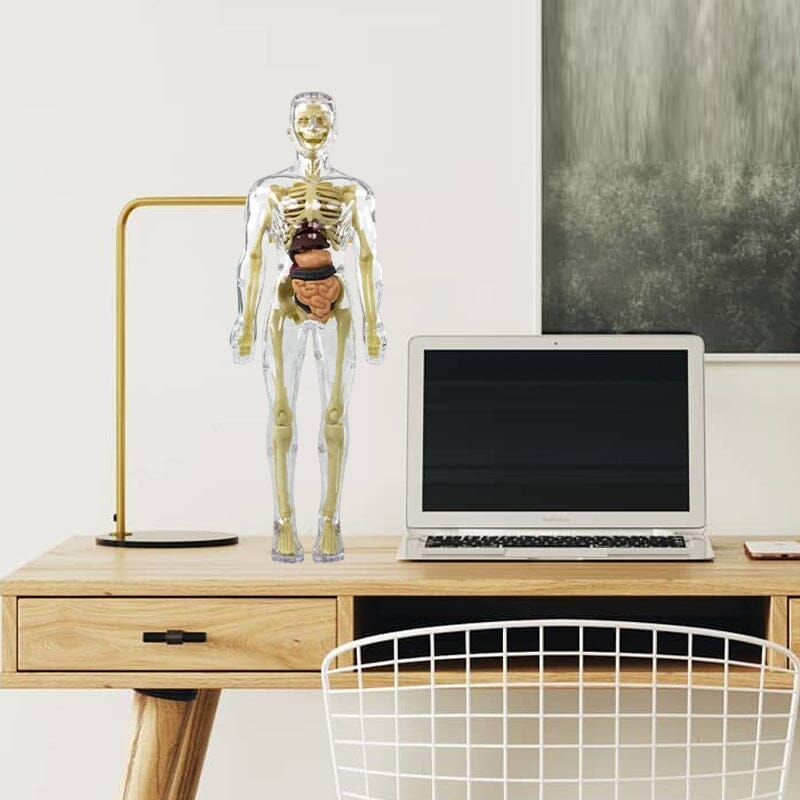 3D human body torso model for children anatomy model skeleton