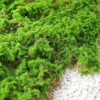 Moss Cover Piece – Moss Flakes Ornament for Decoration and Landscaping