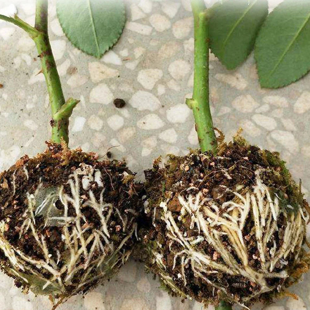 Plant protection balls for roots – Protective caps for safe replanting and growth