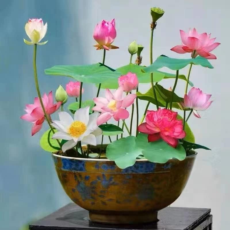 LotusWaters – Bonsai Water Garden Seeds for Pond and Balcony