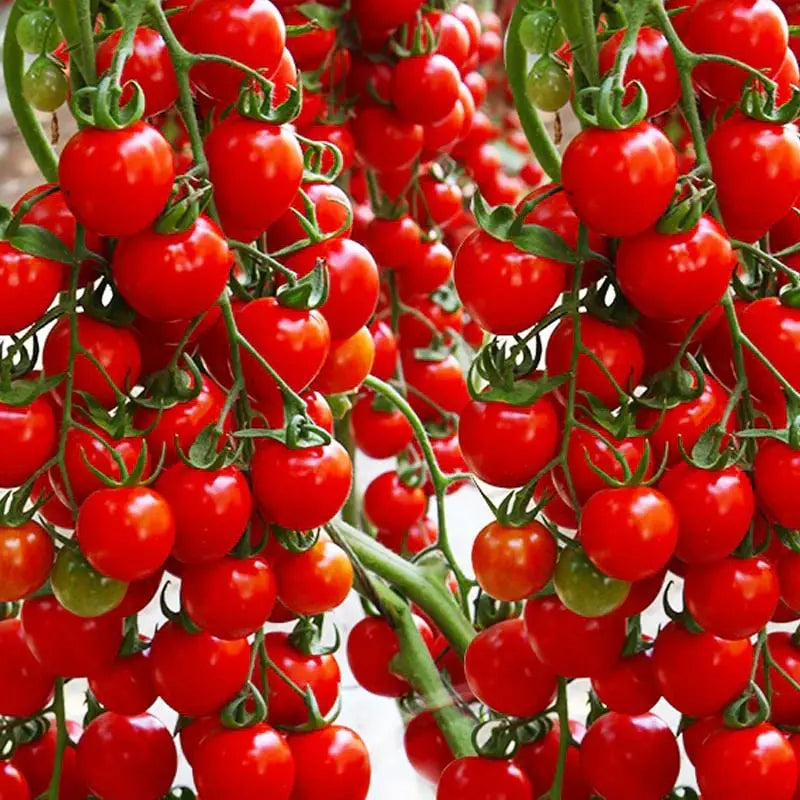 600 waterfall tomato seeds for decorative cherry tomatoes