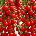 600 waterfall tomato seeds for decorative cherry tomatoes