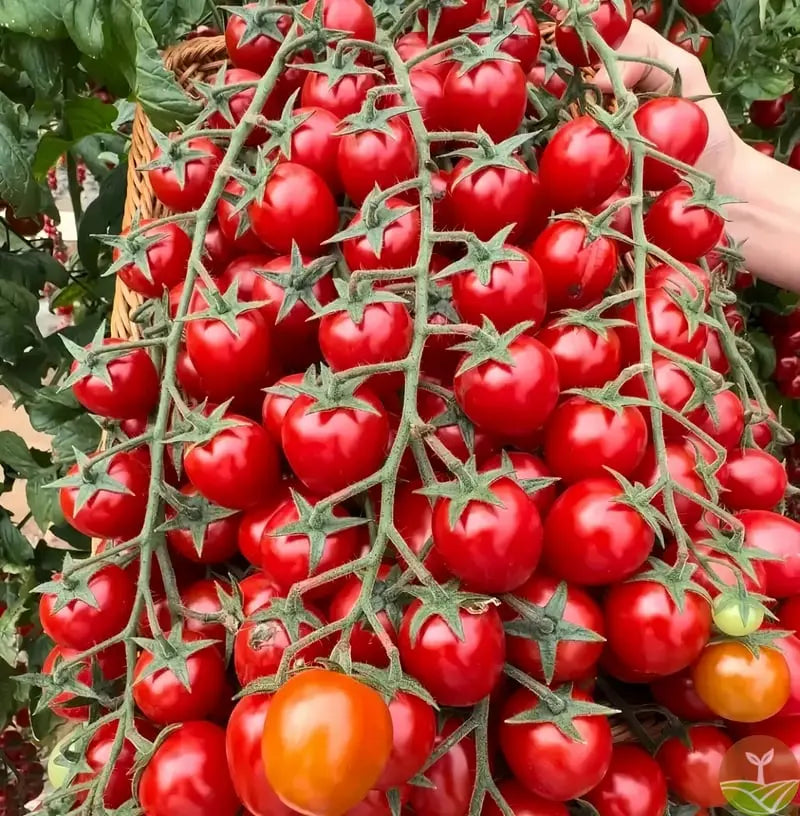 600 waterfall tomato seeds for decorative cherry tomatoes