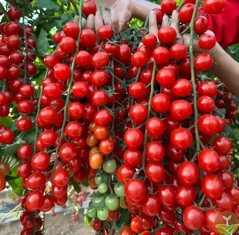 600 waterfall tomato seeds for decorative cherry tomatoes