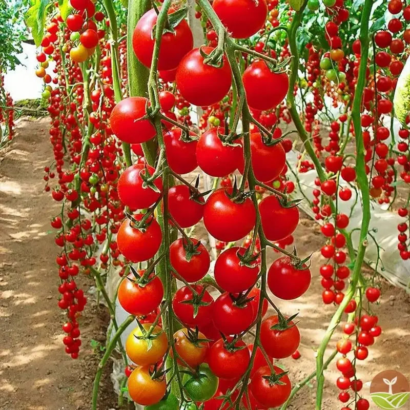 600 waterfall tomato seeds for decorative cherry tomatoes