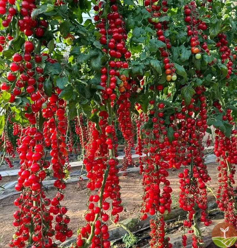 600 waterfall tomato seeds for decorative cherry tomatoes