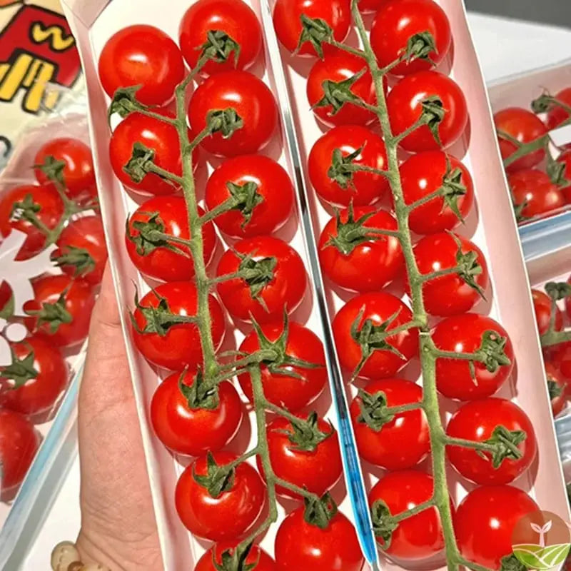 600 waterfall tomato seeds for decorative cherry tomatoes
