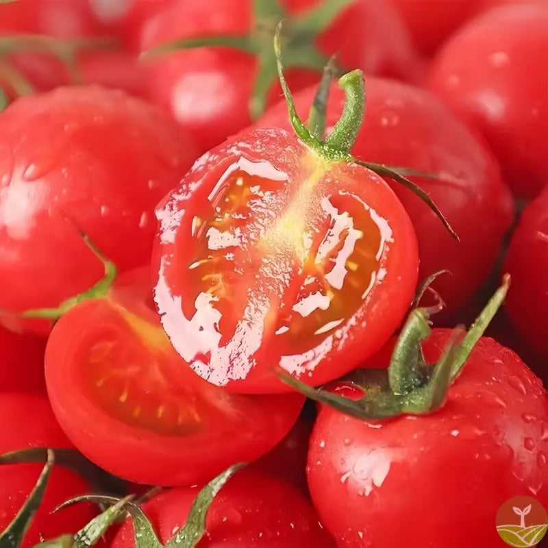 600 waterfall tomato seeds for decorative cherry tomatoes