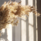 60 cm natural, real, brown-beige dried pampas grass bouquet │ fluffy feather for modern boho home decoration