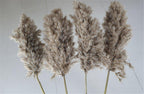60 cm natural, real, brown-beige dried pampas grass bouquet │ fluffy feather for modern boho home decoration