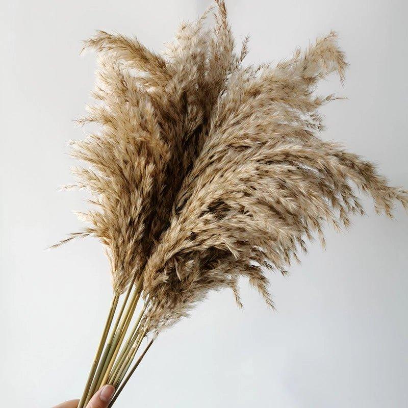 60 cm natural, real, brown-beige dried pampas grass bouquet │ fluffy feather for modern boho home decoration