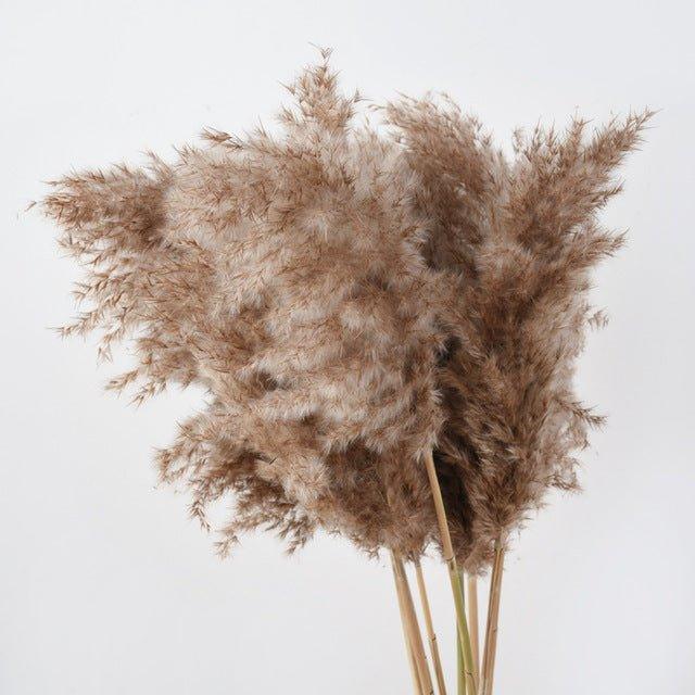 60 cm natural, real, brown-beige dried pampas grass bouquet │ fluffy feather for modern boho home decoration