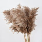 60 cm natural, real, brown-beige dried pampas grass bouquet │ fluffy feather for modern boho home decoration