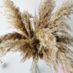 60 cm natural, real, brown-beige dried pampas grass bouquet │ fluffy feather for modern boho home decoration