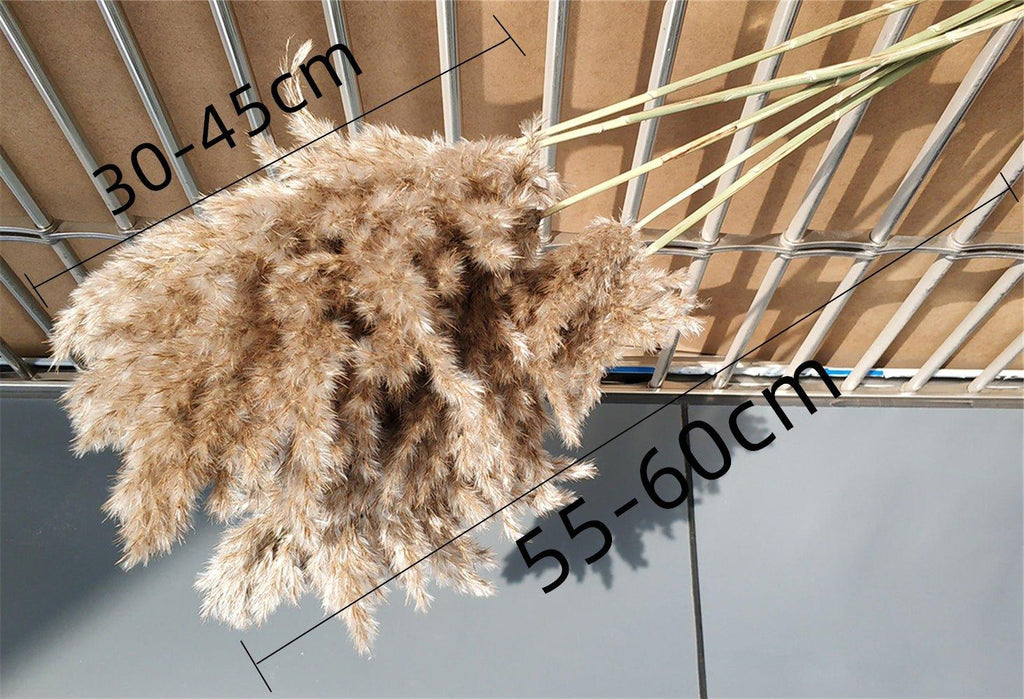 60 cm natural, real, brown-beige dried pampas grass bouquet │ fluffy feather for modern boho home decoration