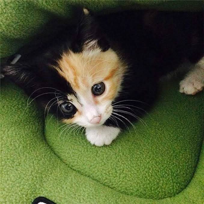 COZYDEN - Hideaway Cave Pet Bed