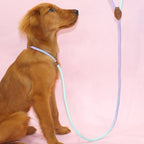 Clémentine Leash – Colorful Dog Leash for Stylish Walking