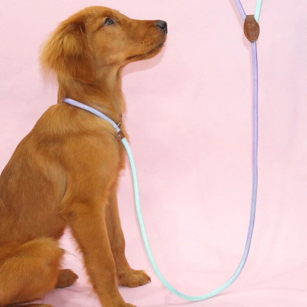 Colorful Dog Leash for Stylish Walks