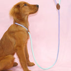 Colorful Dog Leash for Stylish Walks