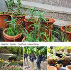 Fog-cooled Automatic Irrigation System